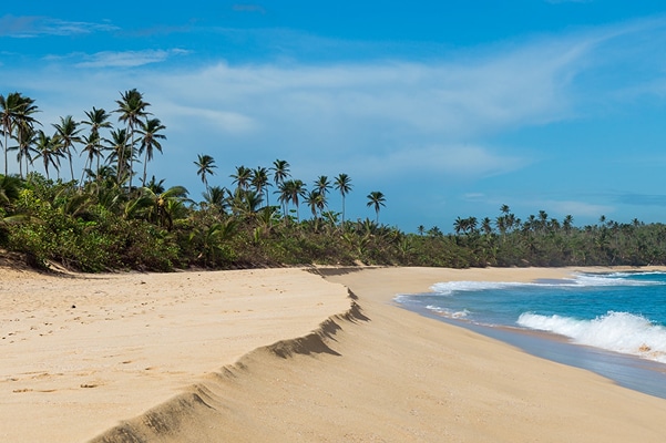 Sandy Vieques beach with palm trees