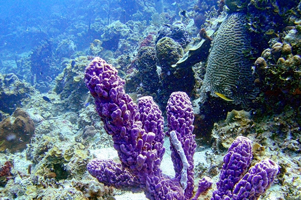 Purple coral reef seen while snorkeling in Vieques