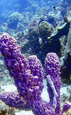 Colorful coral reef on the Cayo Real snorkeling tour